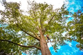 Rossmoor, CA Tree Removal Company